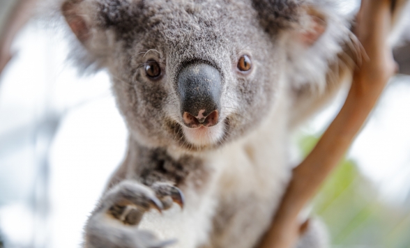 4アトラクションパス・入場チケット